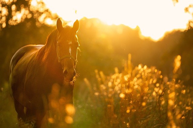 Erase una vez... un caballo